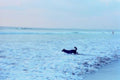 beach dog waves1980s 1990s A4 Photo Print