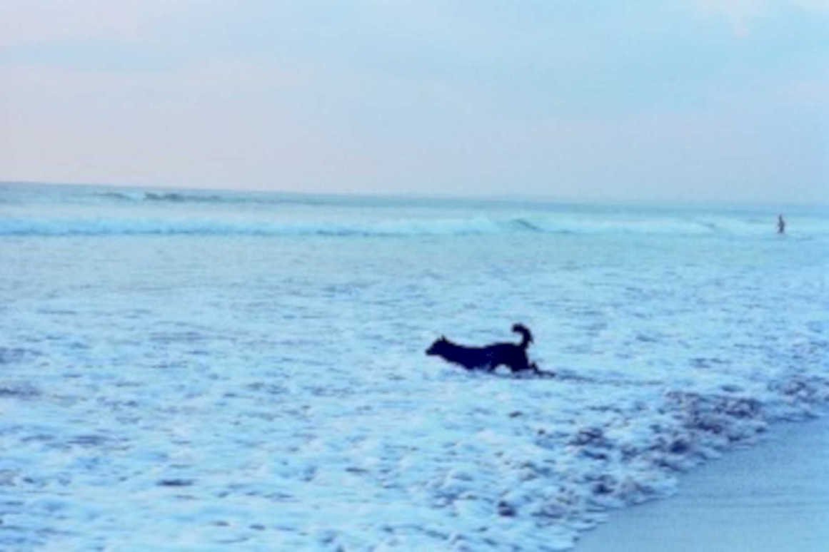 beach dog waves1980s 1990s A4 Photo Print
