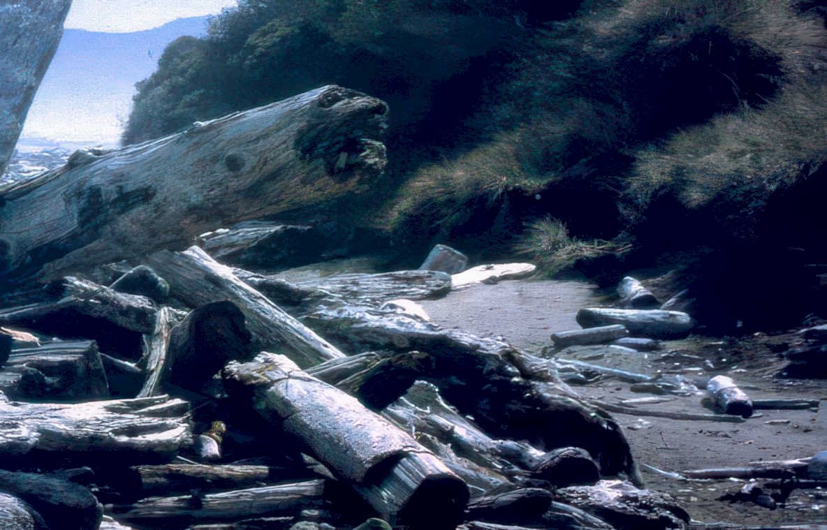 beach driftwood logs Vintage A4 Photo Print