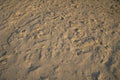 beach footprints sand 1980s 1990s A4 Photo Print