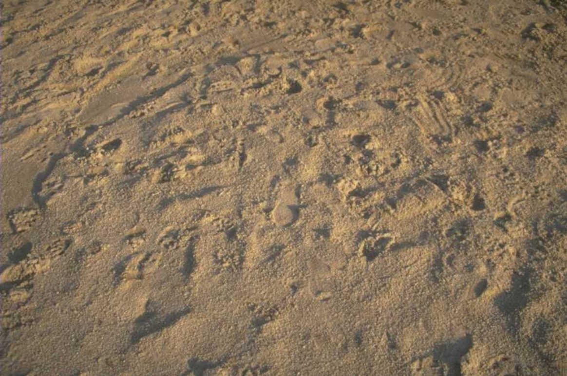 beach footprints sand 1980s 1990s A4 Photo Print