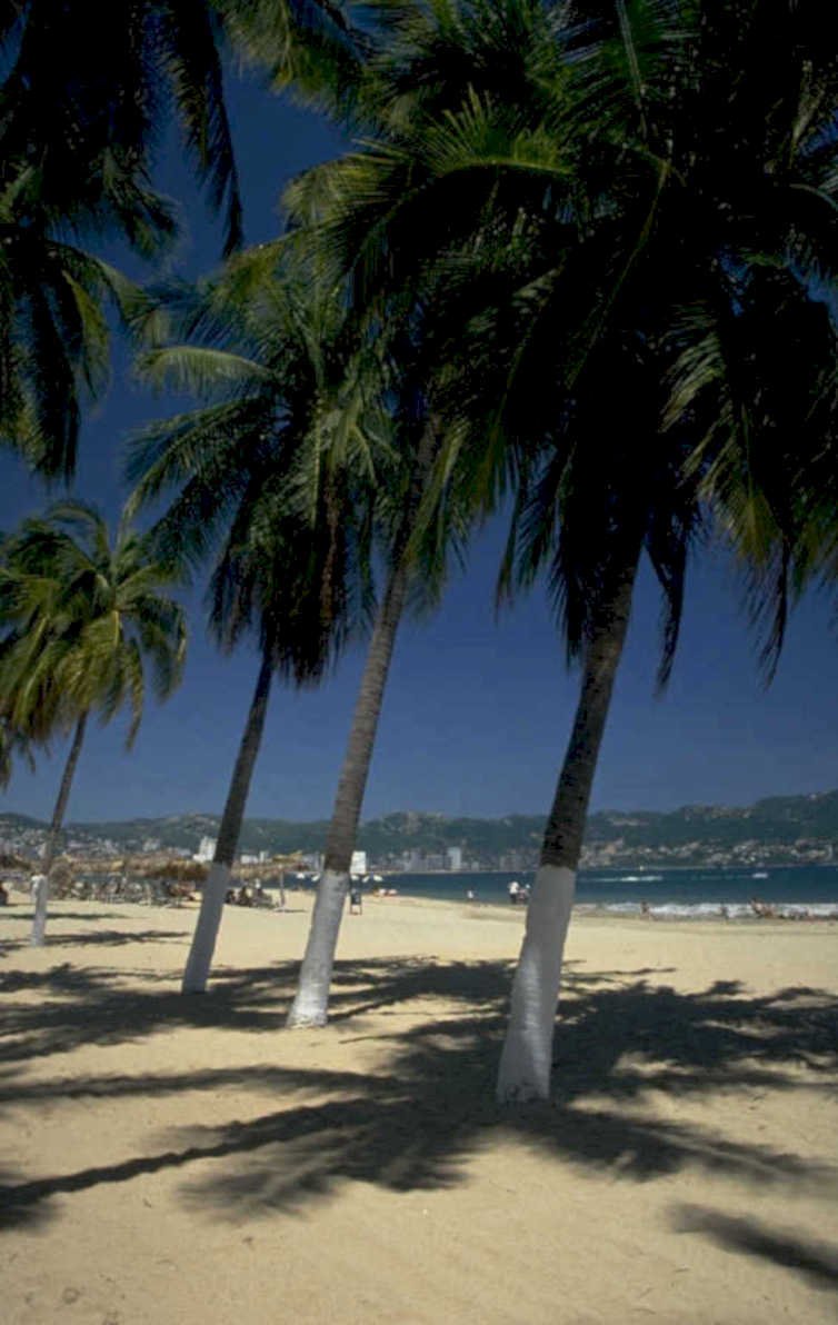 beach palm cityscape 1980s 1990s A4 Photo Print