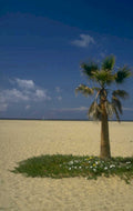 beach palm sky 1980s 1990s A4 Photo Print