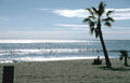 beach palm waves Vintage A4 Photo Print