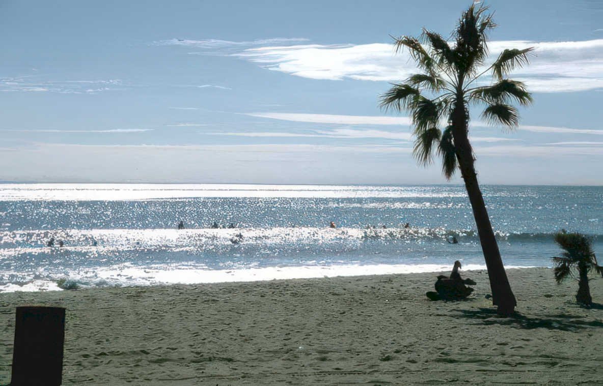beach palm waves Vintage A4 Photo Print