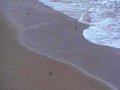 beach people waves1980s 1990s A4 Photo Print