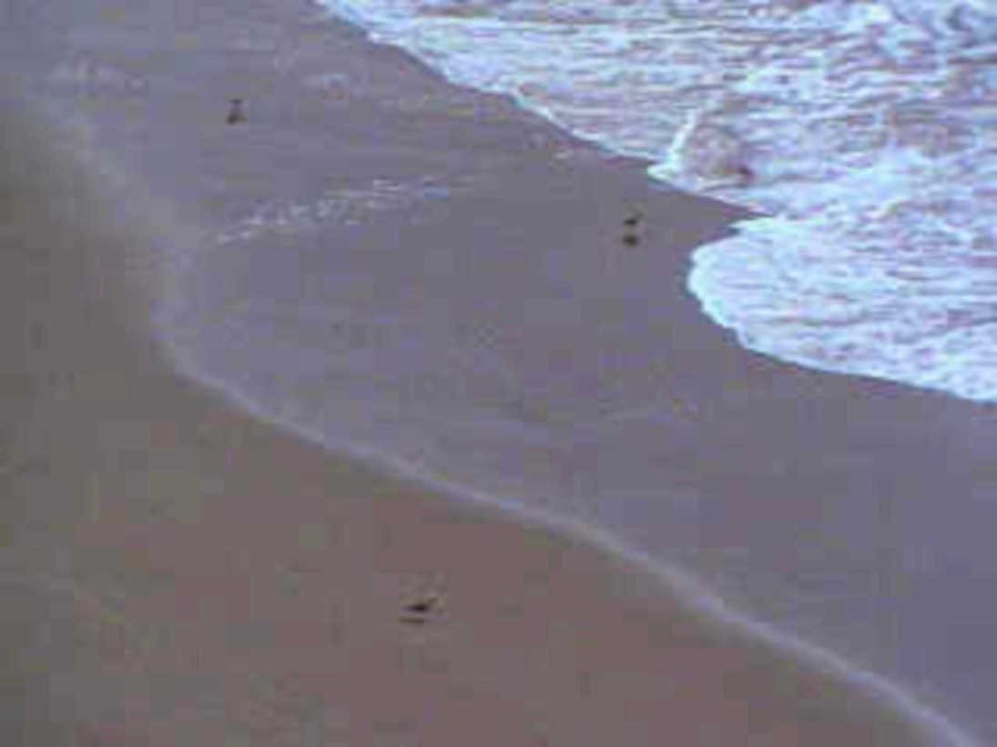 beach people waves1980s 1990s A4 Photo Print