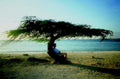 beach relaxation aruba1980s 1990s A4 Photo Print