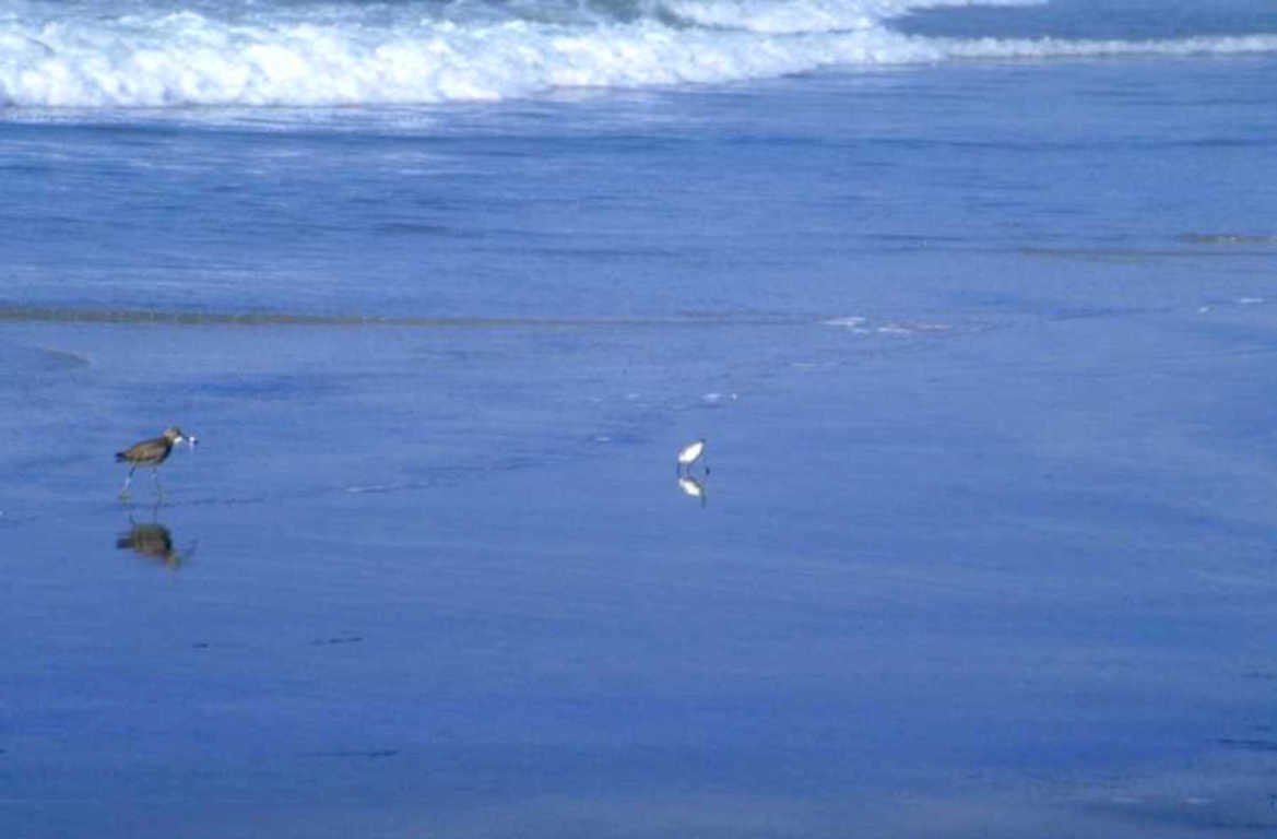 beach sandpipers waves 1980s 1990s A4 Photo Print