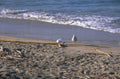 beach seagull waves 1980s 1990s A4 Photo Print