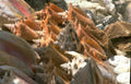 beach seashells collection Vintage A4 Photo Print