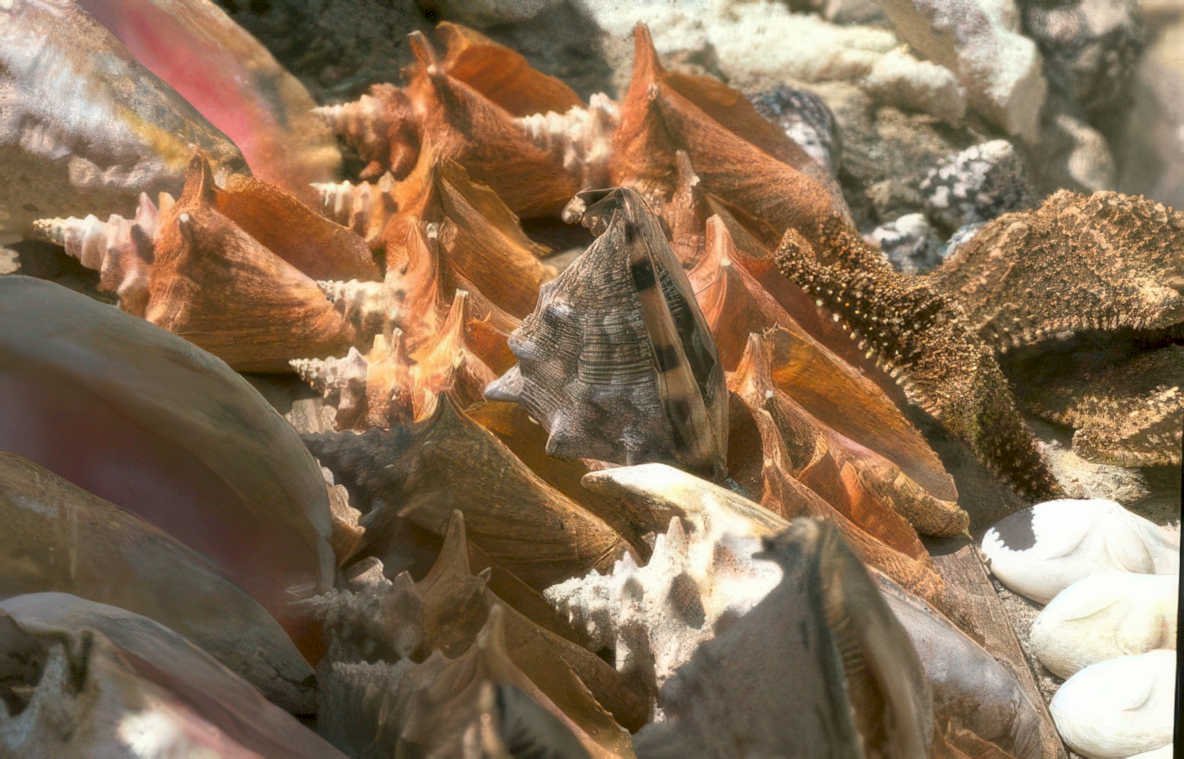 beach seashells collection Vintage A4 Photo Print
