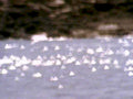beach seashells sand1980s 1990s A4 Photo Print