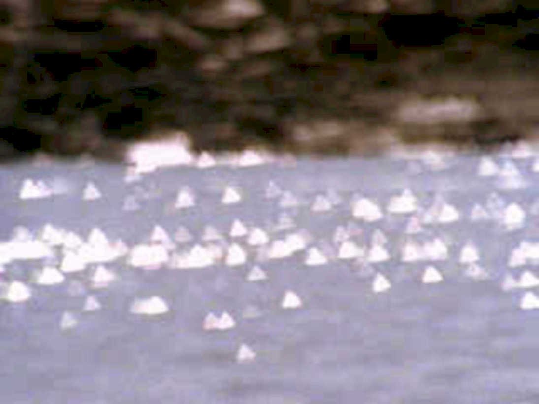 beach seashells sand1980s 1990s A4 Photo Print