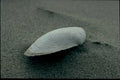 beach shell mussel1980s 1990s A4 Photo Print
