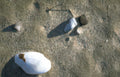 beach shells grey Vintage A4 Photo Print