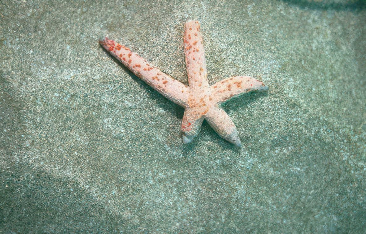 beach starfish sand Vintage A4 Photo Print