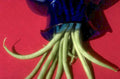 bean sprouts red 1980s 1990s A4 Photo Print