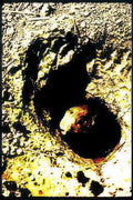 bear paw mud Vintage A4 Photo Print