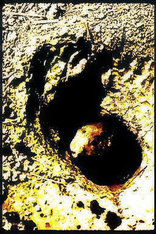 bear paw mud Vintage A4 Photo Print
