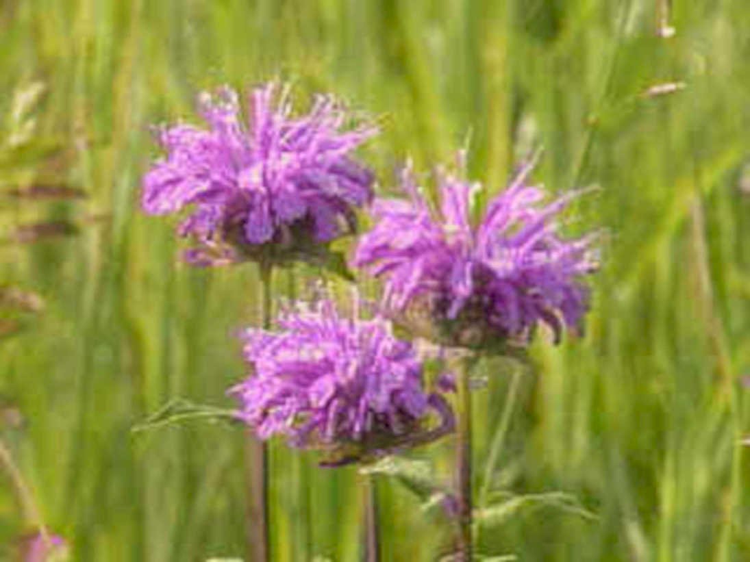 bee balm flowers1980s 1990s A4 Photo Print