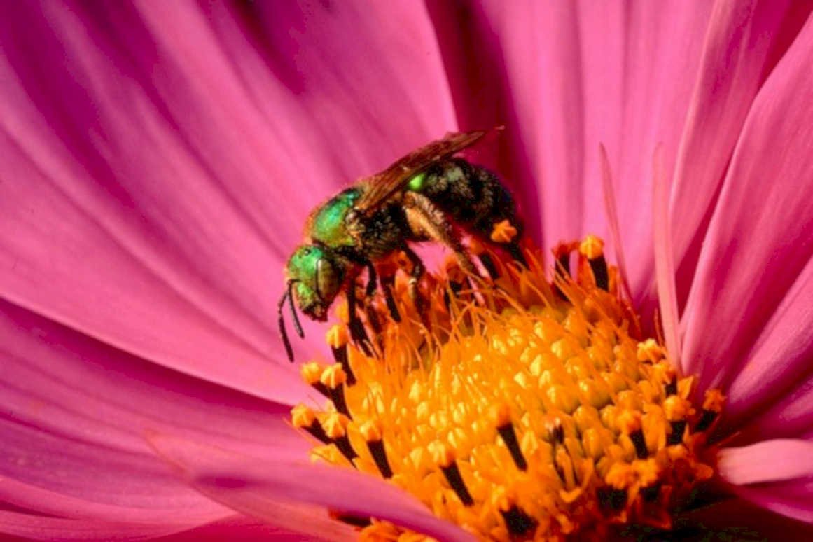 bee cosmos flower1980s 1990s A4 Photo Print