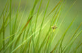 bee grass wetland Vintage A4 Photo Print