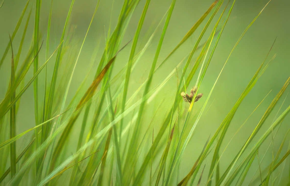 bee grass wetland Vintage A4 Photo Print