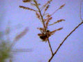 bee mimosa plant1980s 1990s A4 Photo Print