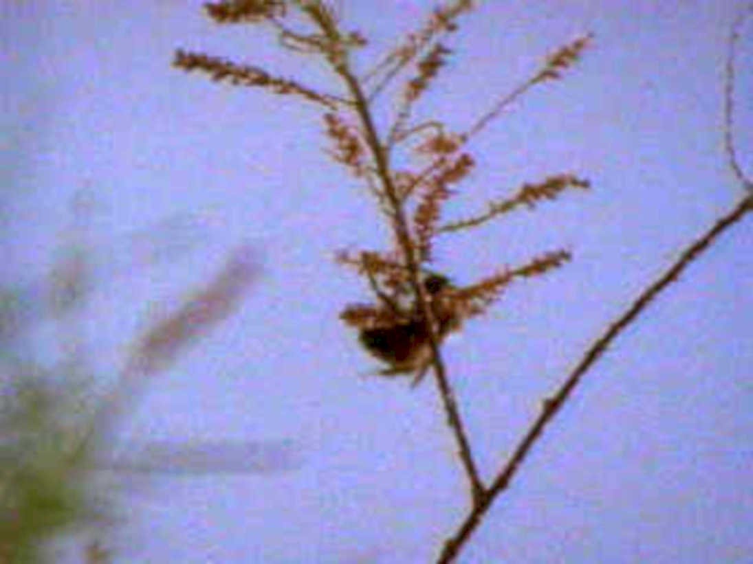 bee mimosa plant1980s 1990s A4 Photo Print