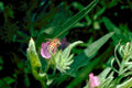 bee pink flower 11980s 1990s A4 Photo Print