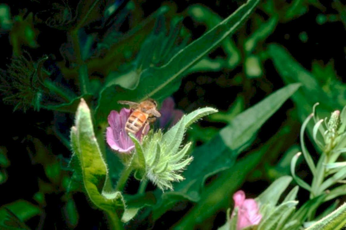bee pink flower 11980s 1990s A4 Photo Print