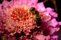 bee pink flower 21980s 1990s A4 Photo Print