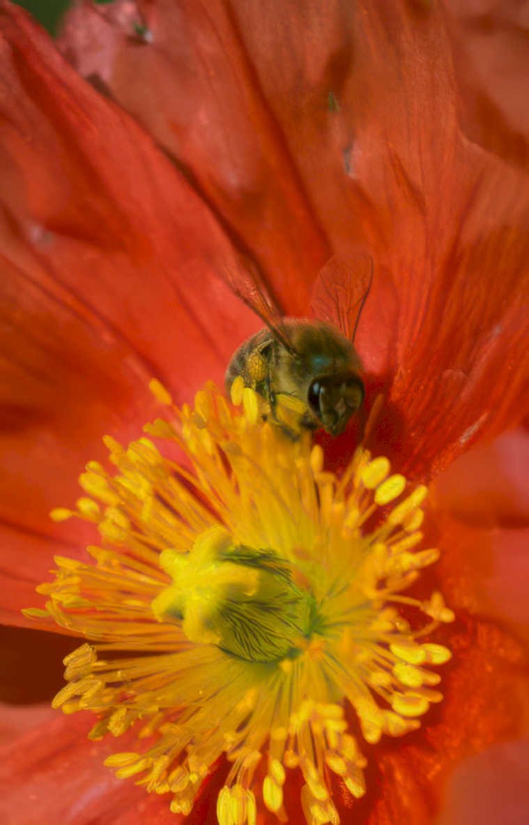 bee poppy flower Vintage A4 Photo Print
