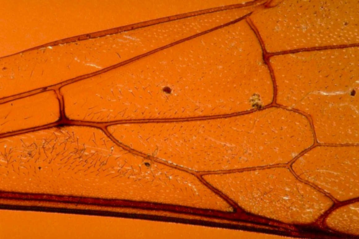 bee wing macro1980s 1990s A4 Photo Print