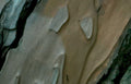 beech bark texture Vintage A4 Photo Print