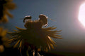 bees sunflower summer1980s 1990s A4 Photo Print