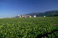 beet field california 1980s 1990s A4 Photo Print
