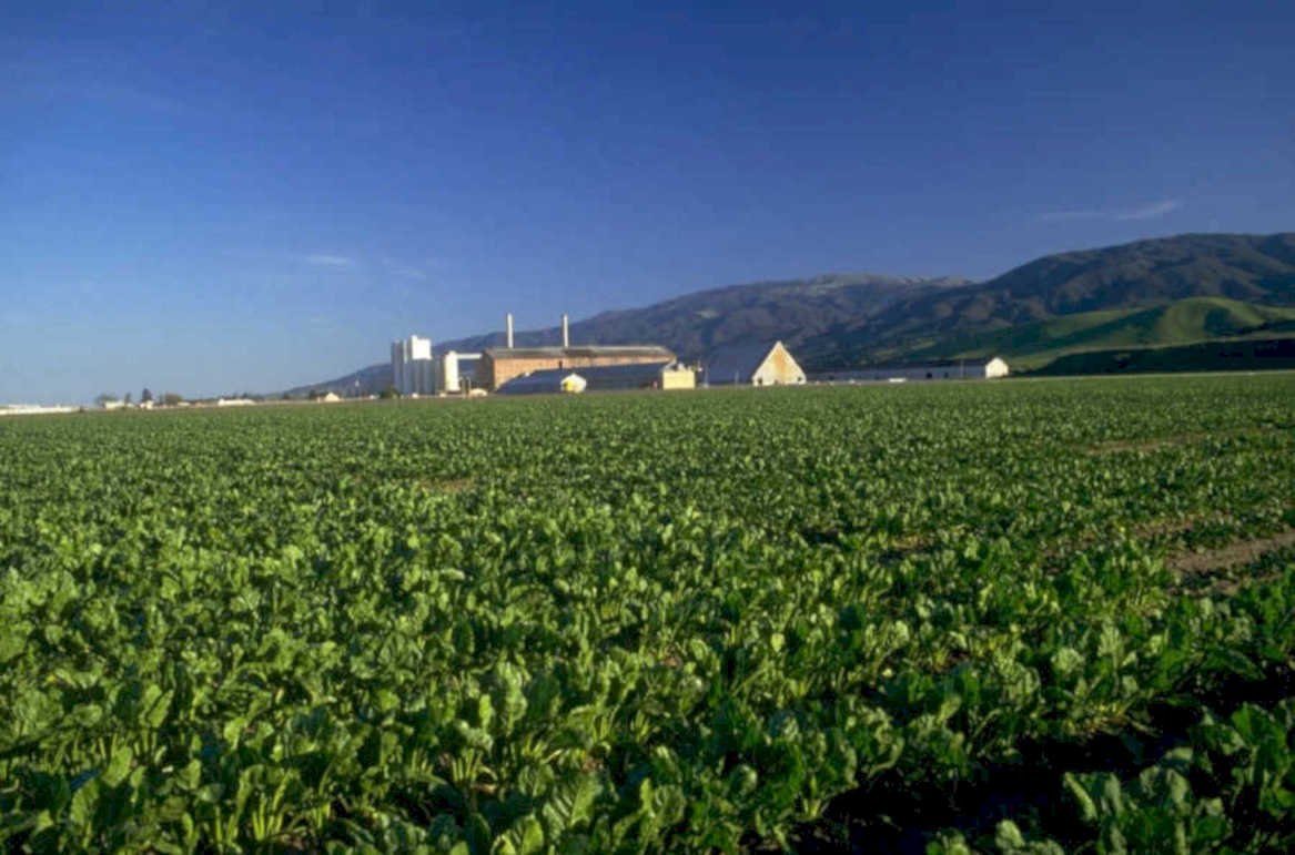 beet field california 1980s 1990s A4 Photo Print