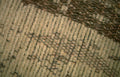 beige diamond weave Vintage A4 Photo Print