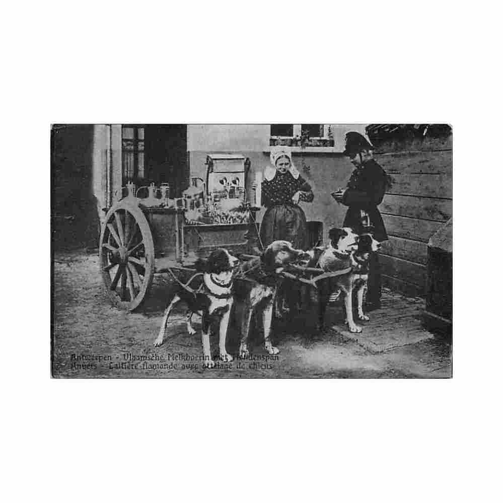 belgie antwerpen ant vlaamsche melkboerin met hindenspan Vintage A4 Photo Print