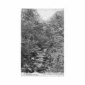 belgique vresse namur sous bois Vintage A4 Photo Print