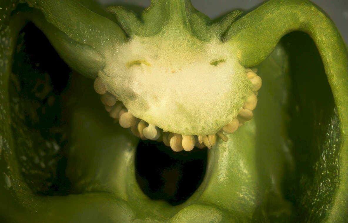 bellpepper seedpod macro Vintage A4 Photo Print