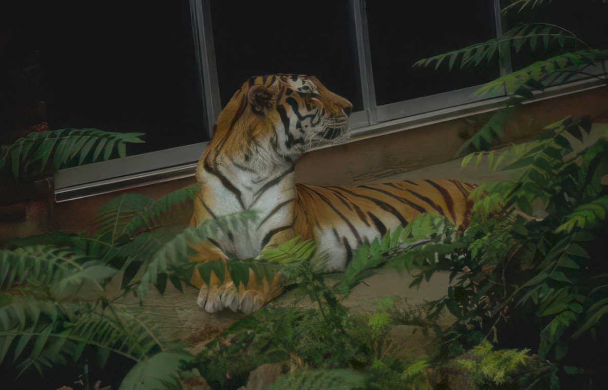 bengal tiger fern Vintage A4 Photo Print
