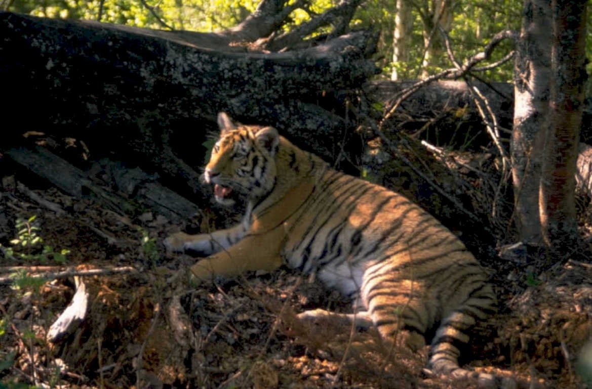 bengal tiger forest 1980s 1990s A4 Photo Print