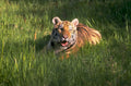 bengal tiger grass 1980s 1990s A4 Photo Print