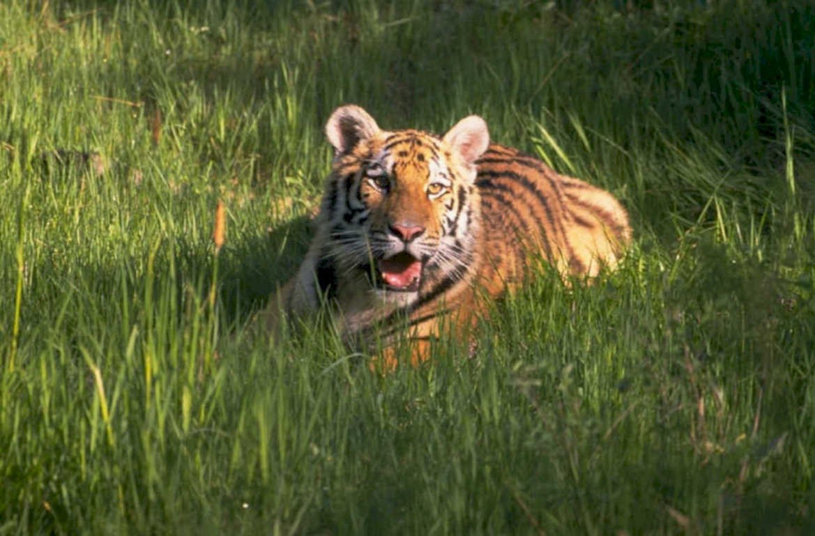 bengal tiger grass 1980s 1990s A4 Photo Print