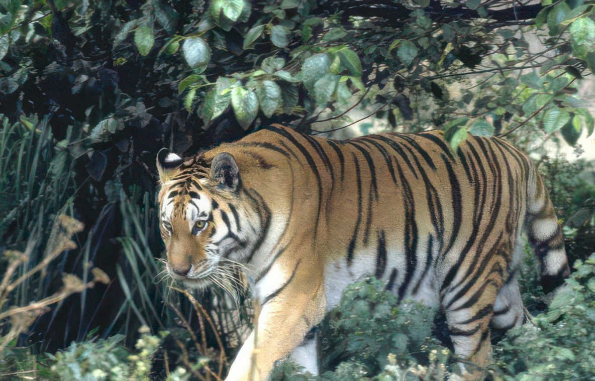 bengal tiger jungle 1 Vintage A4 Photo Print