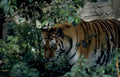 bengal tiger jungle 2 Vintage A4 Photo Print