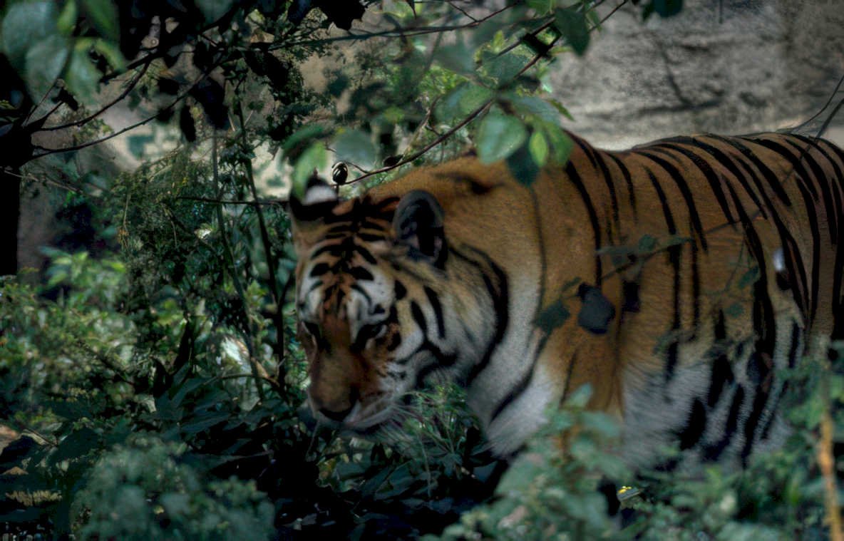 bengal tiger jungle 2 Vintage A4 Photo Print